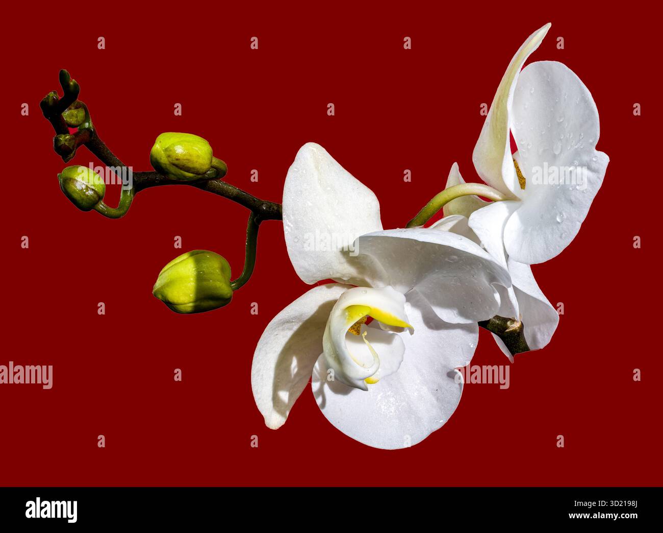 Délicate orchidée blanche Blooms et Bud sur Deep Red Banque D'Images