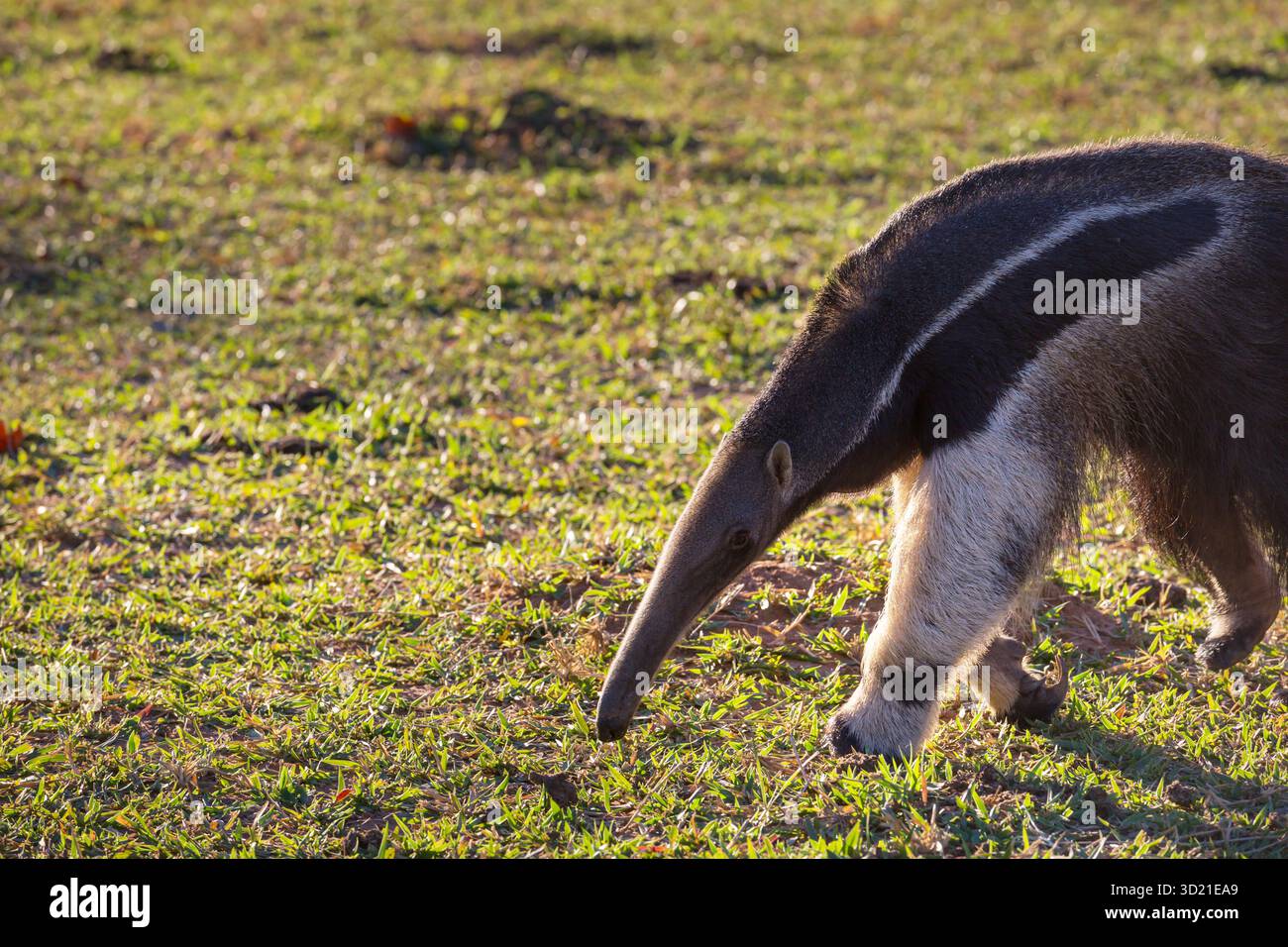 Anteater Banque D'Images