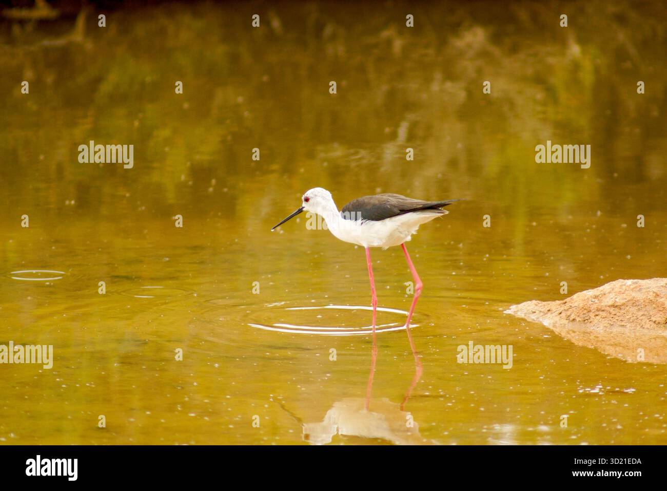 Pilotis (Himantopus himantopus) à Estany des Cavallet, ses Salines, Sant Jordi de ses Salines, Parc naturel de ses Salines s' Eiv Banque D'Images