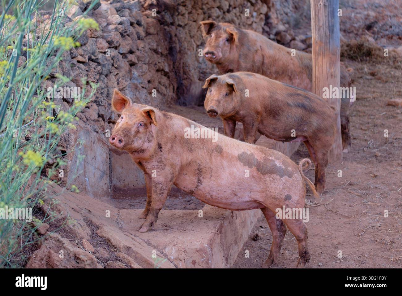 Porc reproducteur commun Ibiza, sus scrofa domestica, Sant Carles de Peralta, Ibiza, Îles Baléares, Espagne Banque D'Images