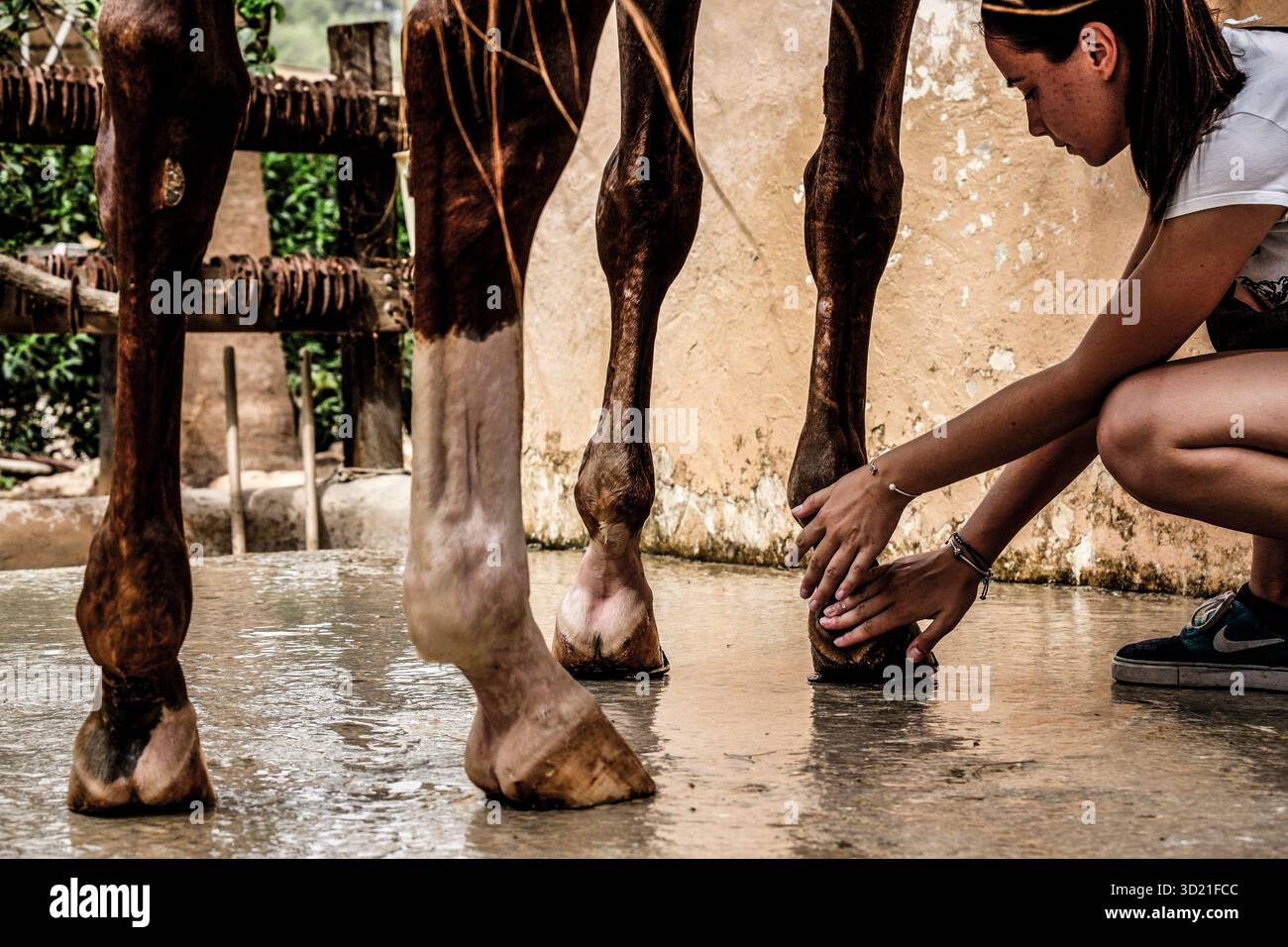 Itinéraires d'équitation, CAN Mayans, Santa Gertrudis de Fruitera, Ibiza, Îles Baléares, Espagne Banque D'Images
