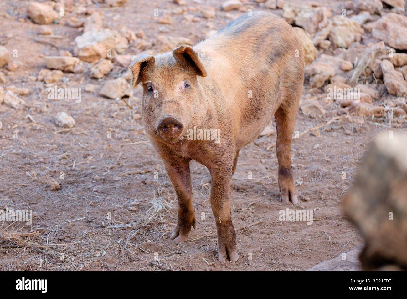 Porc reproducteur commun Ibiza, sus scrofa domestica, Sant Carles de Peralta, Ibiza, Îles Baléares, Espagne Banque D'Images