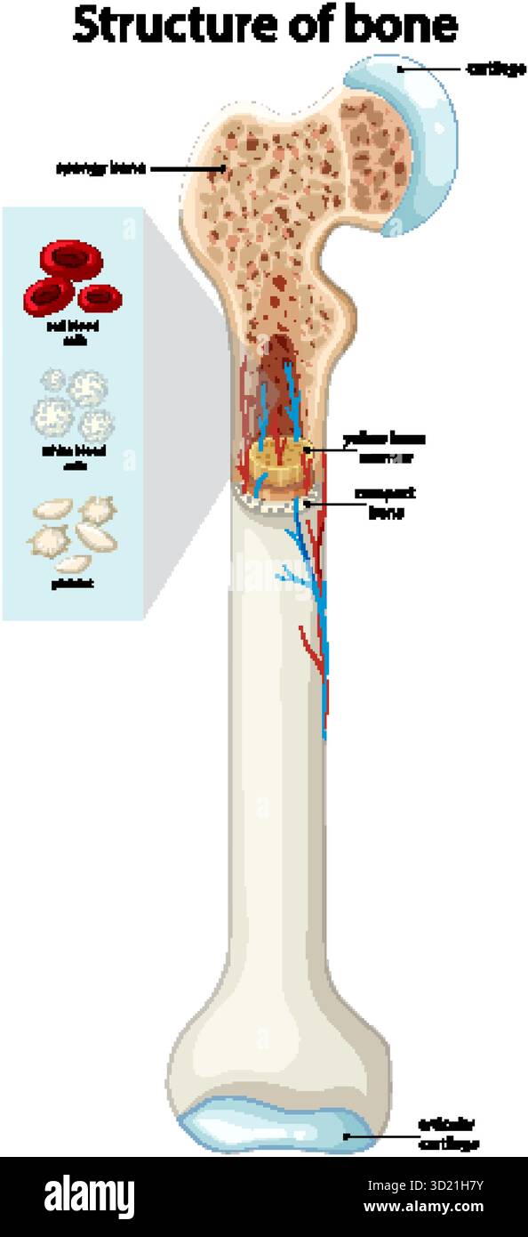 Diagramme vectoriel détaillé de l'anatomie osseuse humaine, montrant la moelle, les vaisseaux sanguins et les types de cellules Illustration de Vecteur