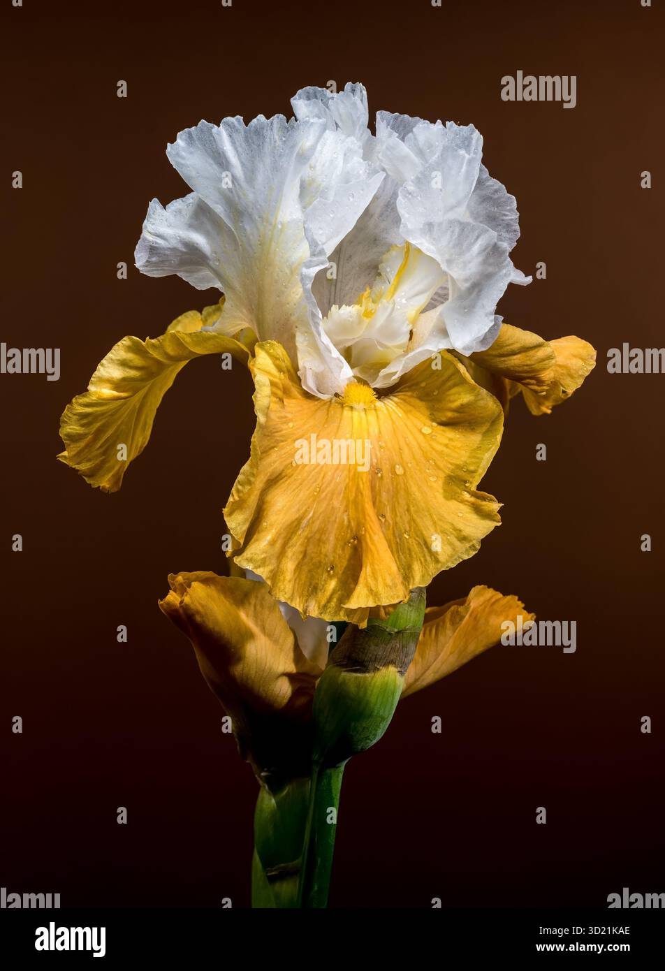 Deux élégantes Iris barbus blanc et jaune sur marron Banque D'Images