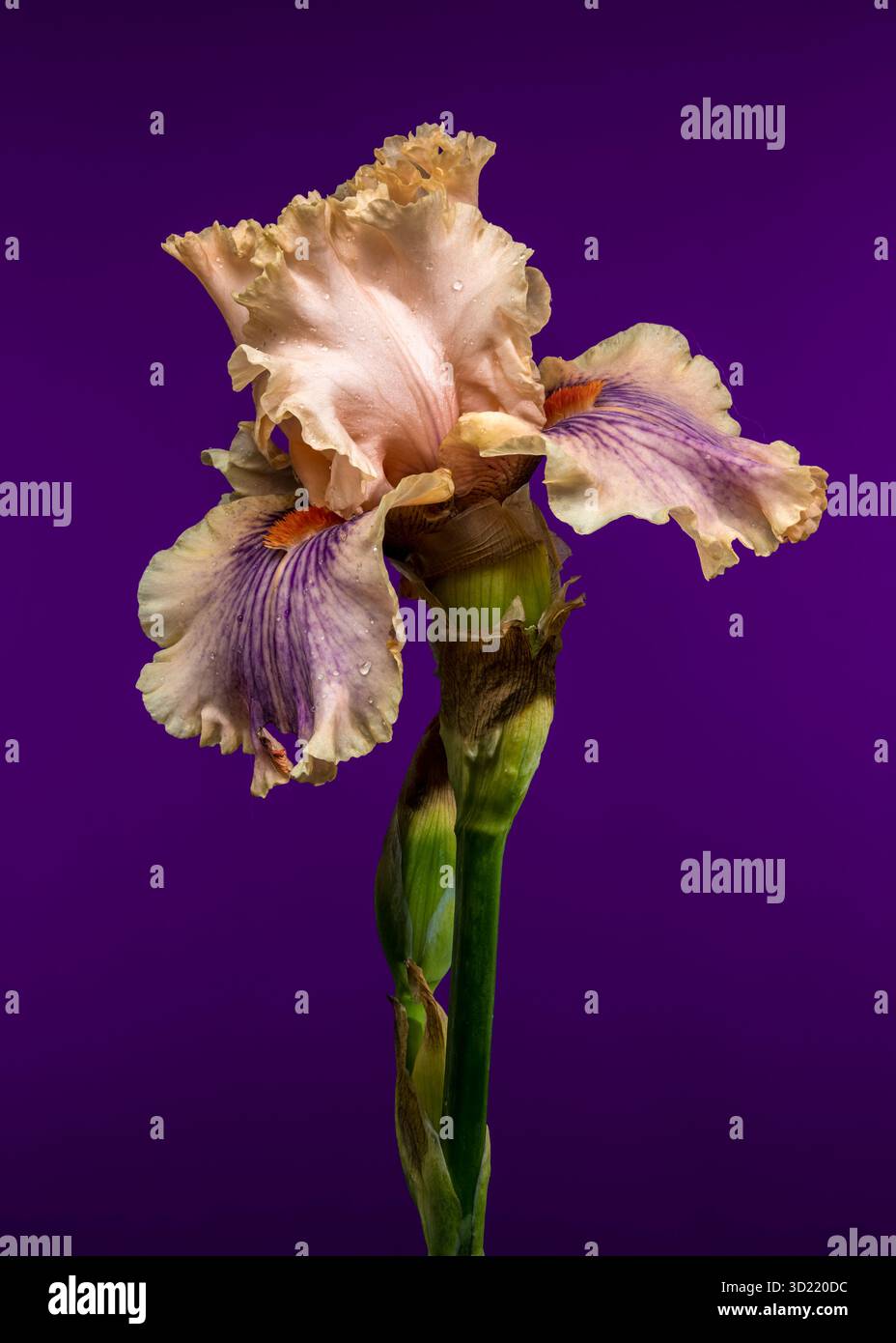 Douce élégance d'une Peach et Purple Bearded Iris sur Royal Purple Banque D'Images