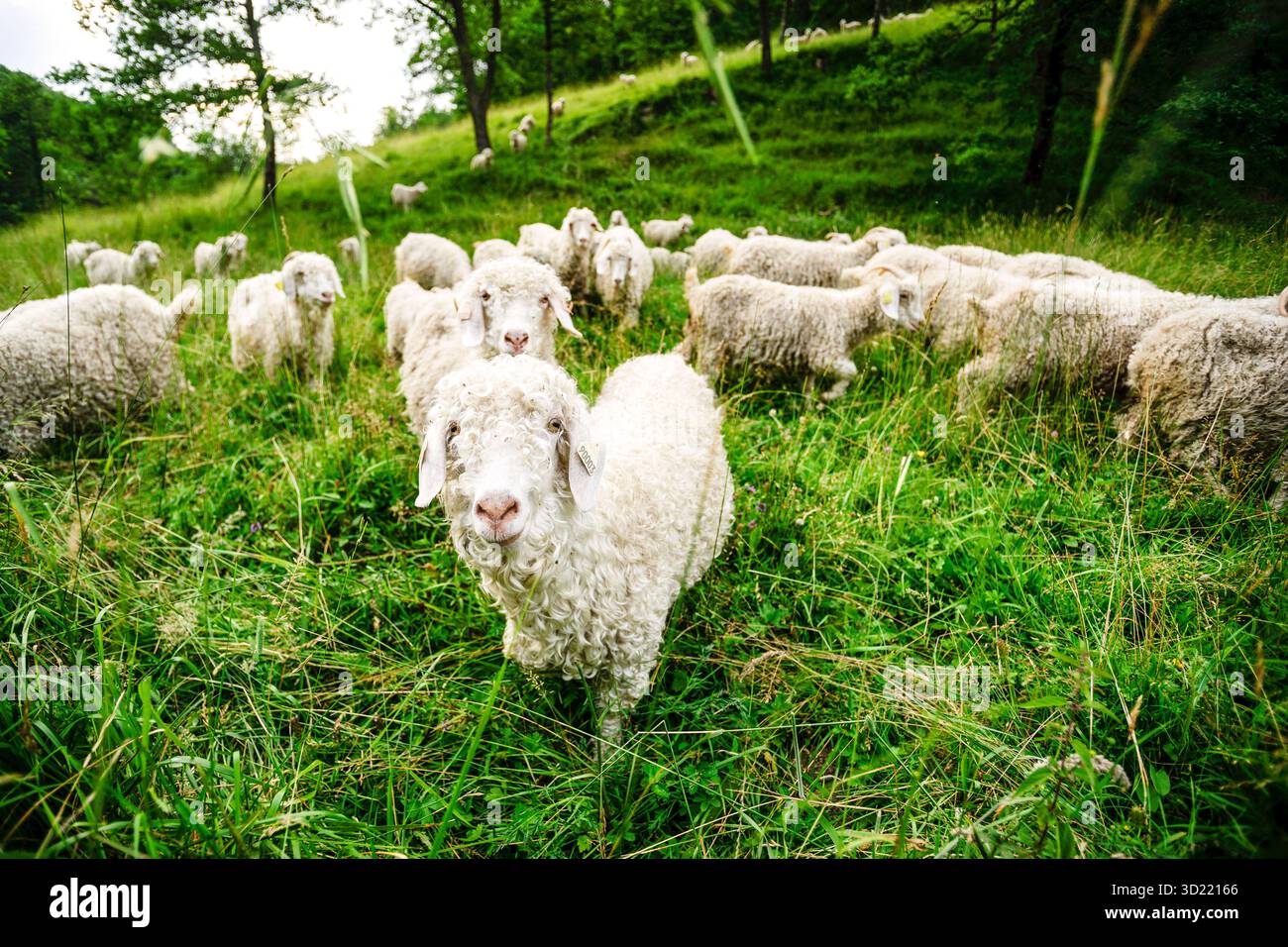 Moutons près de Lavelanet, chemin Cathare, Pyrénées orientales, France, Europe Banque D'Images