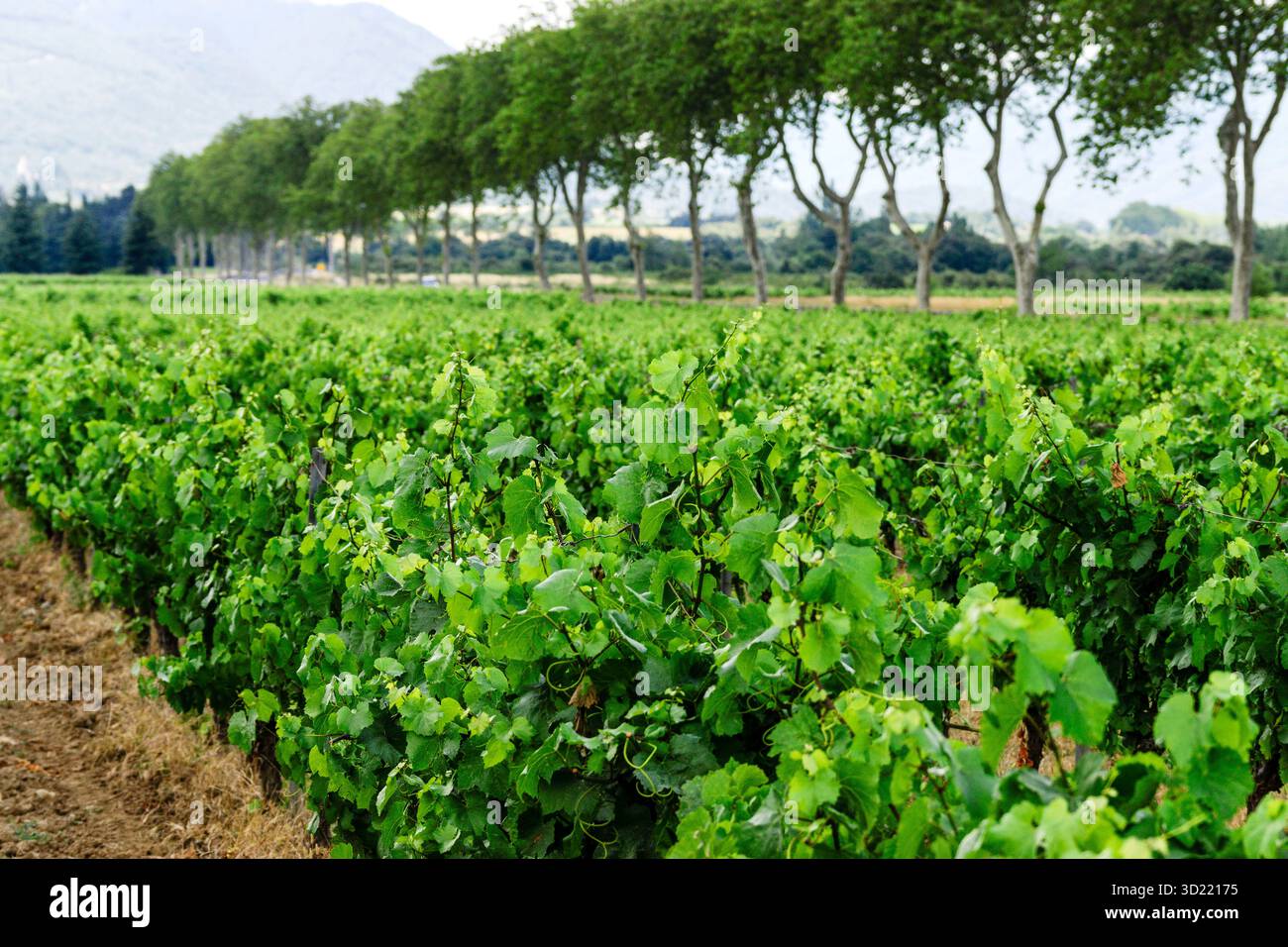 Domaine de vignes (vignoble du Languedoc-Rousillon), Pyrénées-Orientales, France, Europe Banque D'Images