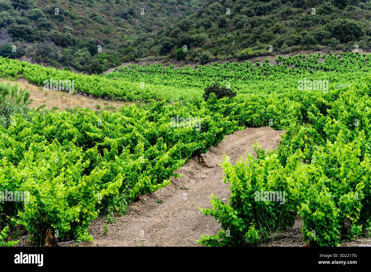Domaine de vignes (vignoble du Languedoc-Rousillon), Pyrénées-Orientales, France, Europe Banque D'Images
