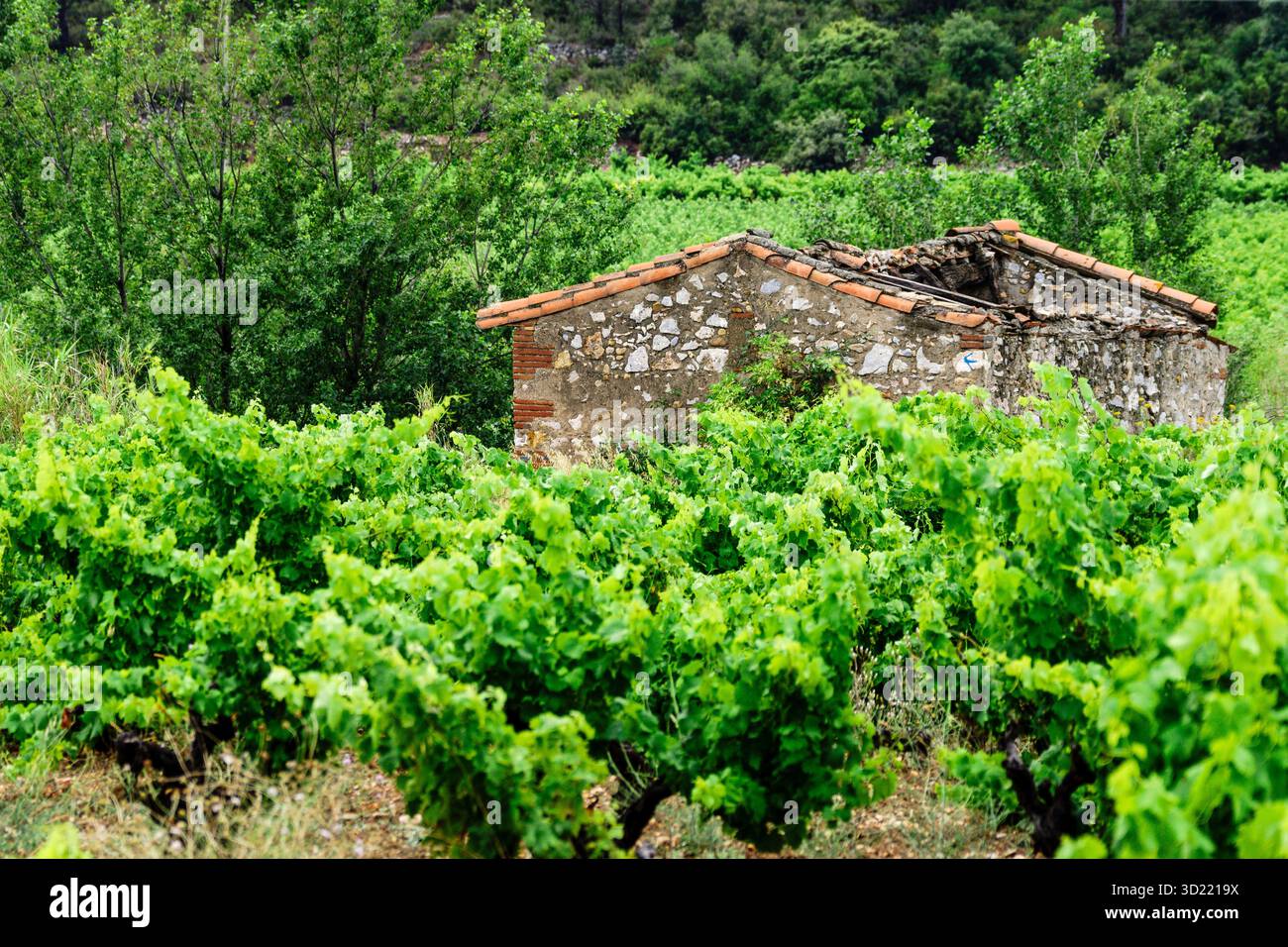 Domaine de vignes (vignoble du Languedoc-Rousillon), Pyrénées-Orientales, France, Europe Banque D'Images