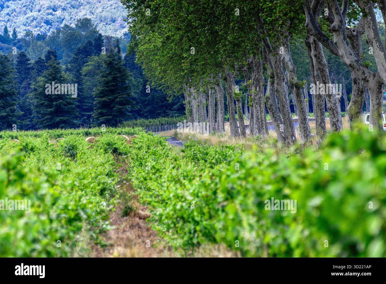 Domaine de vignes (vignoble du Languedoc-Rousillon), Pyrénées-Orientales, France, Europe Banque D'Images
