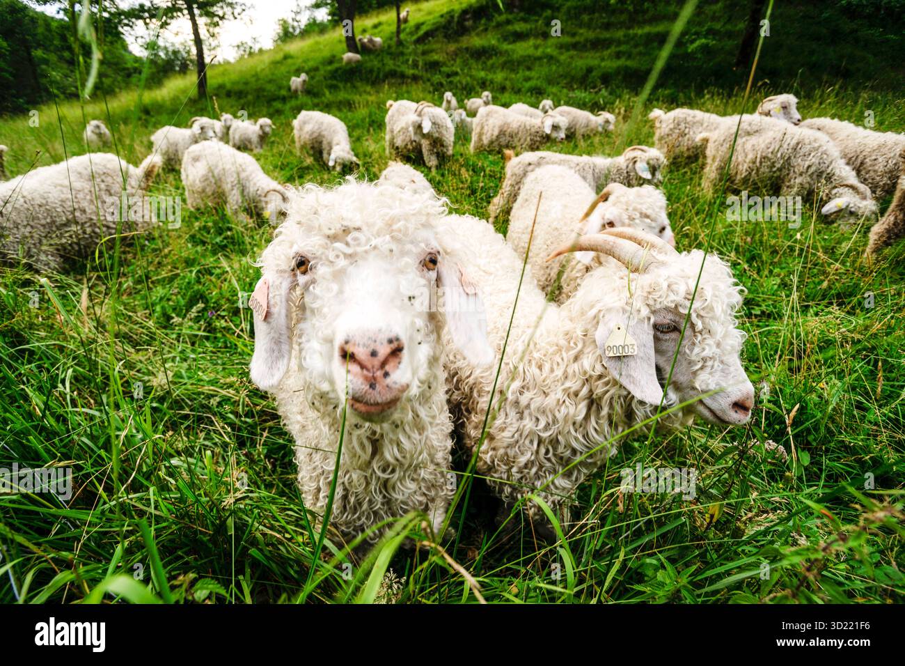 Moutons près de Lavelanet, chemin Cathare, Pyrénées orientales, France, Europe Banque D'Images