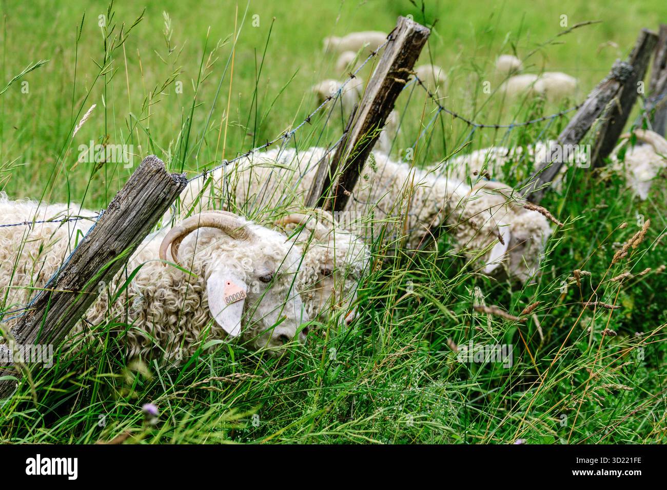 Moutons près de Lavelanet, chemin Cathare, Pyrénées orientales, France, Europe Banque D'Images