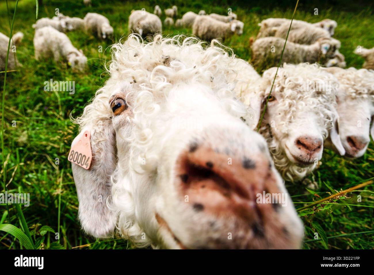 Moutons près de Lavelanet, chemin Cathare, Pyrénées orientales, France, Europe Banque D'Images