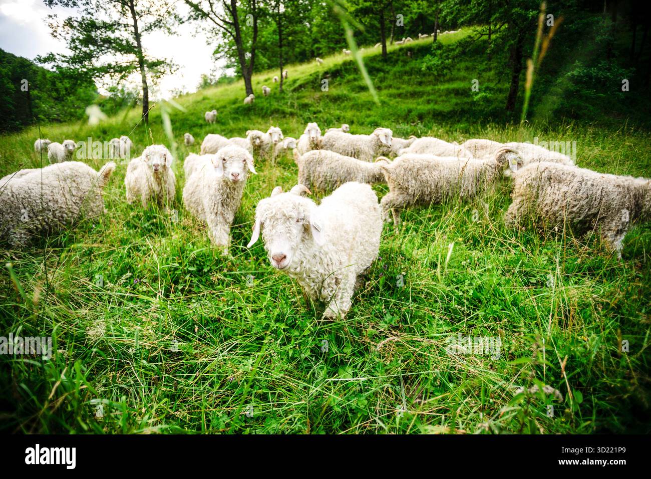 Moutons près de Lavelanet, chemin Cathare, Pyrénées orientales, France, Europe Banque D'Images