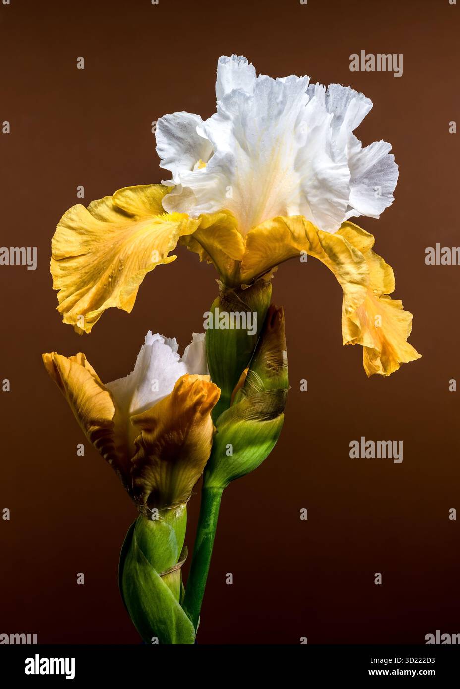 Deux élégantes Iris barbus blanc et jaune sur marron Banque D'Images