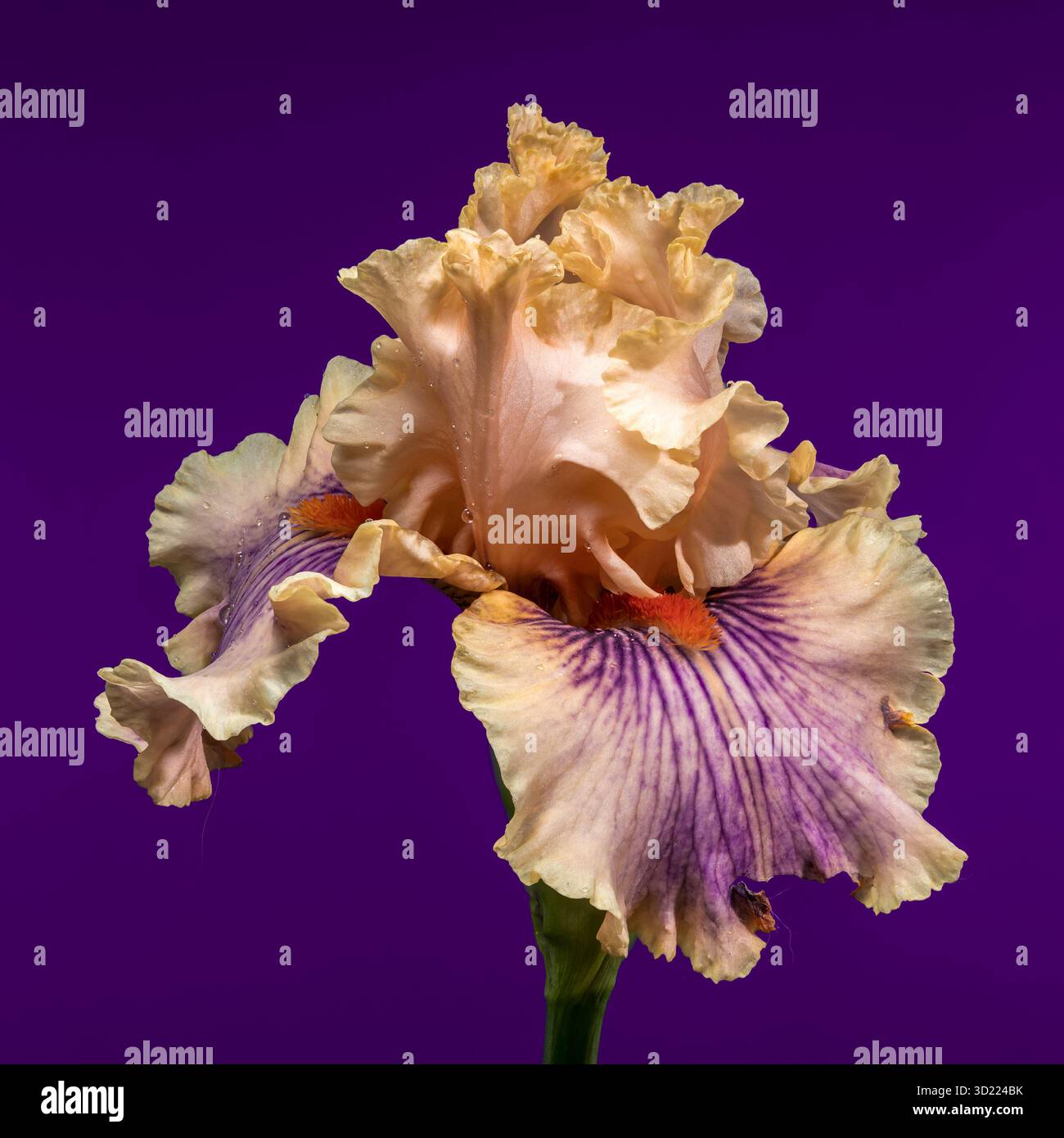 Douce élégance d'une Peach et Purple Bearded Iris sur Royal Purple Banque D'Images