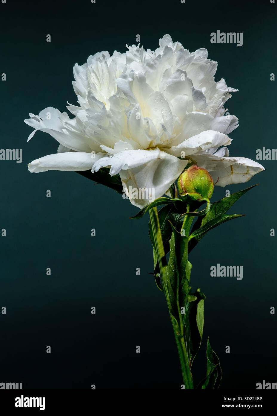 White Peony Blossom beauté florale élégante sur un fond sombre Banque D'Images