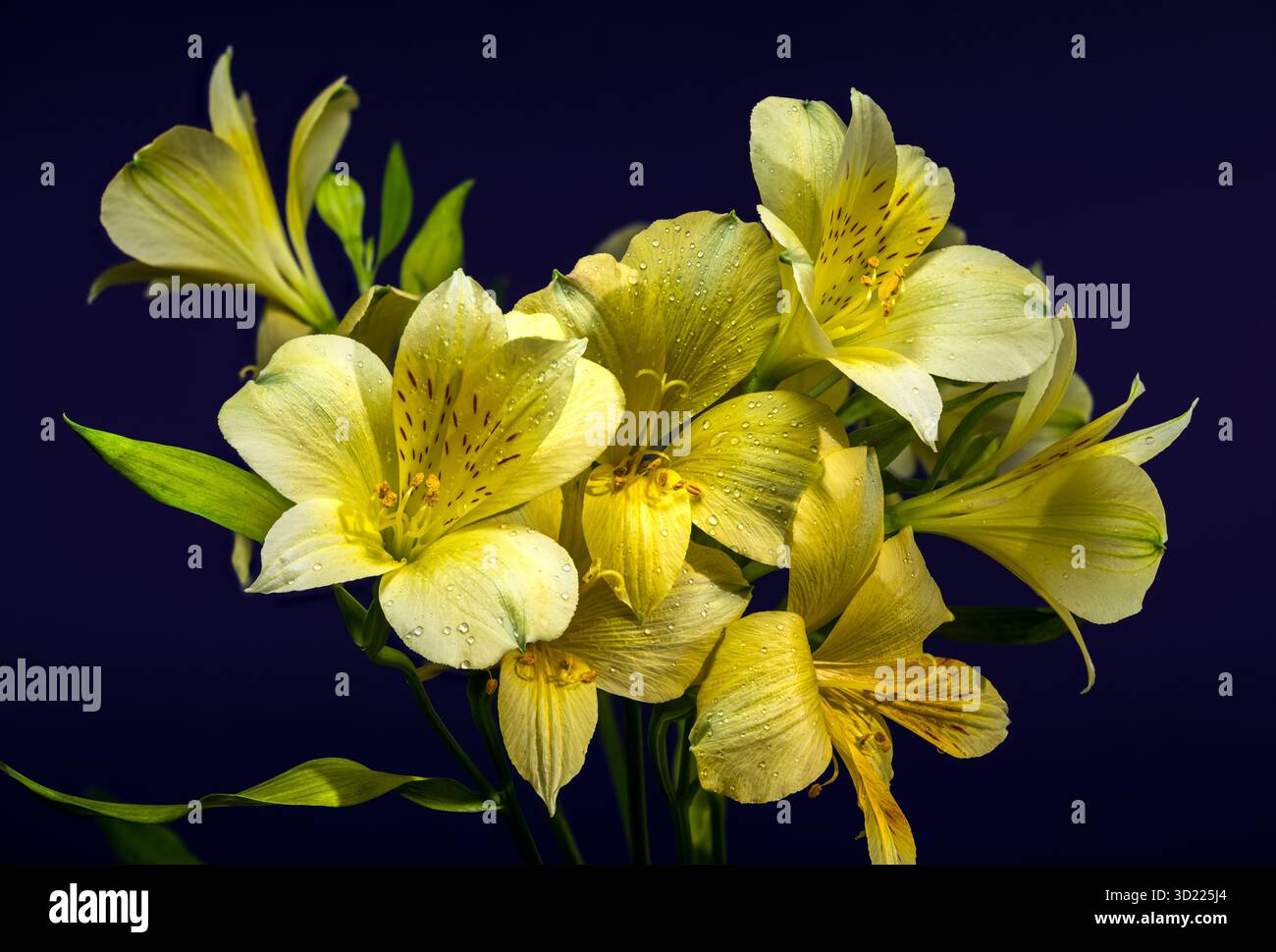 Fleurs d'Alstroemeria jaunes douces sur un fond bleu profond Banque D'Images