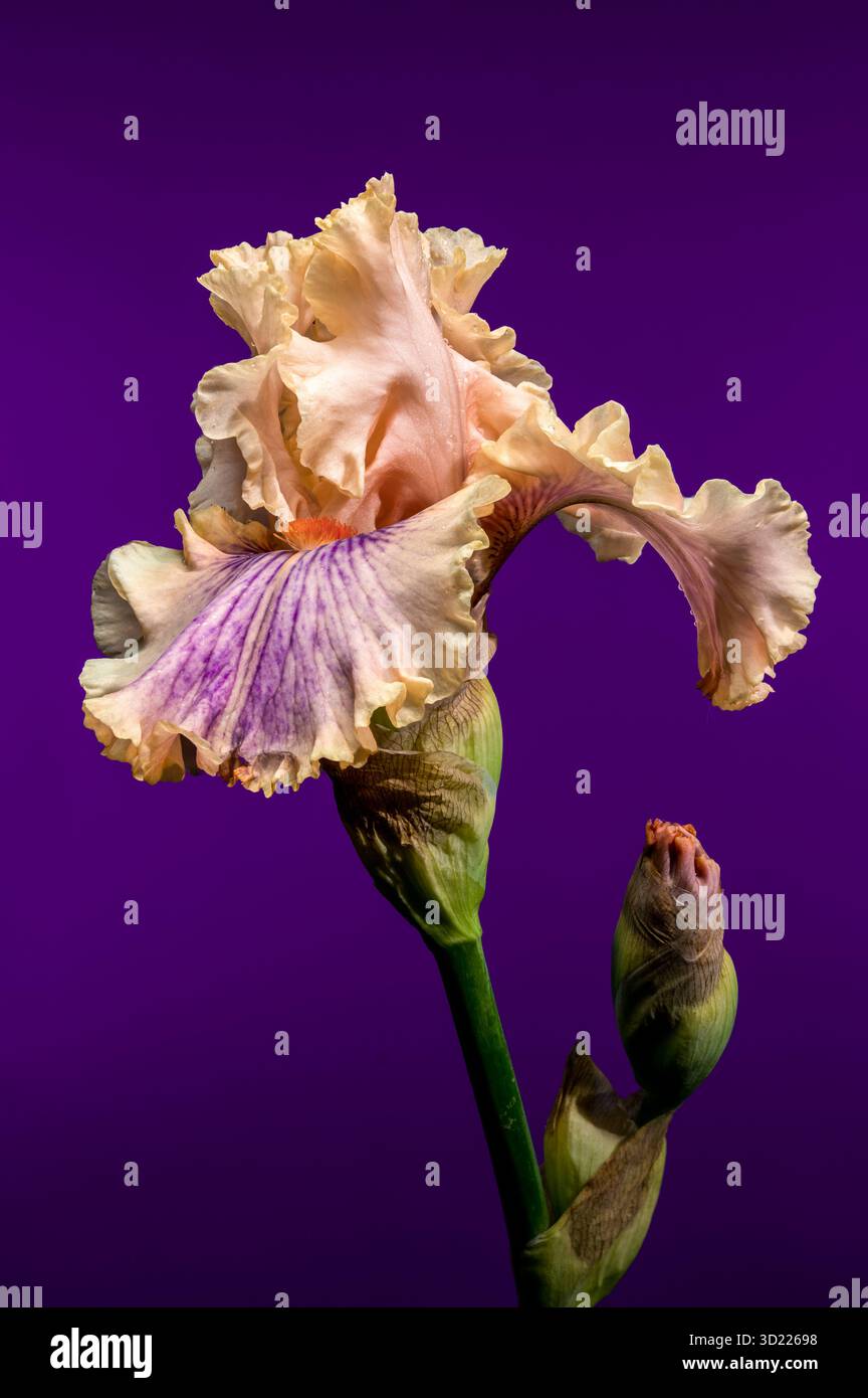 Douce élégance d'une Peach et Purple Bearded Iris sur Royal Purple Banque D'Images