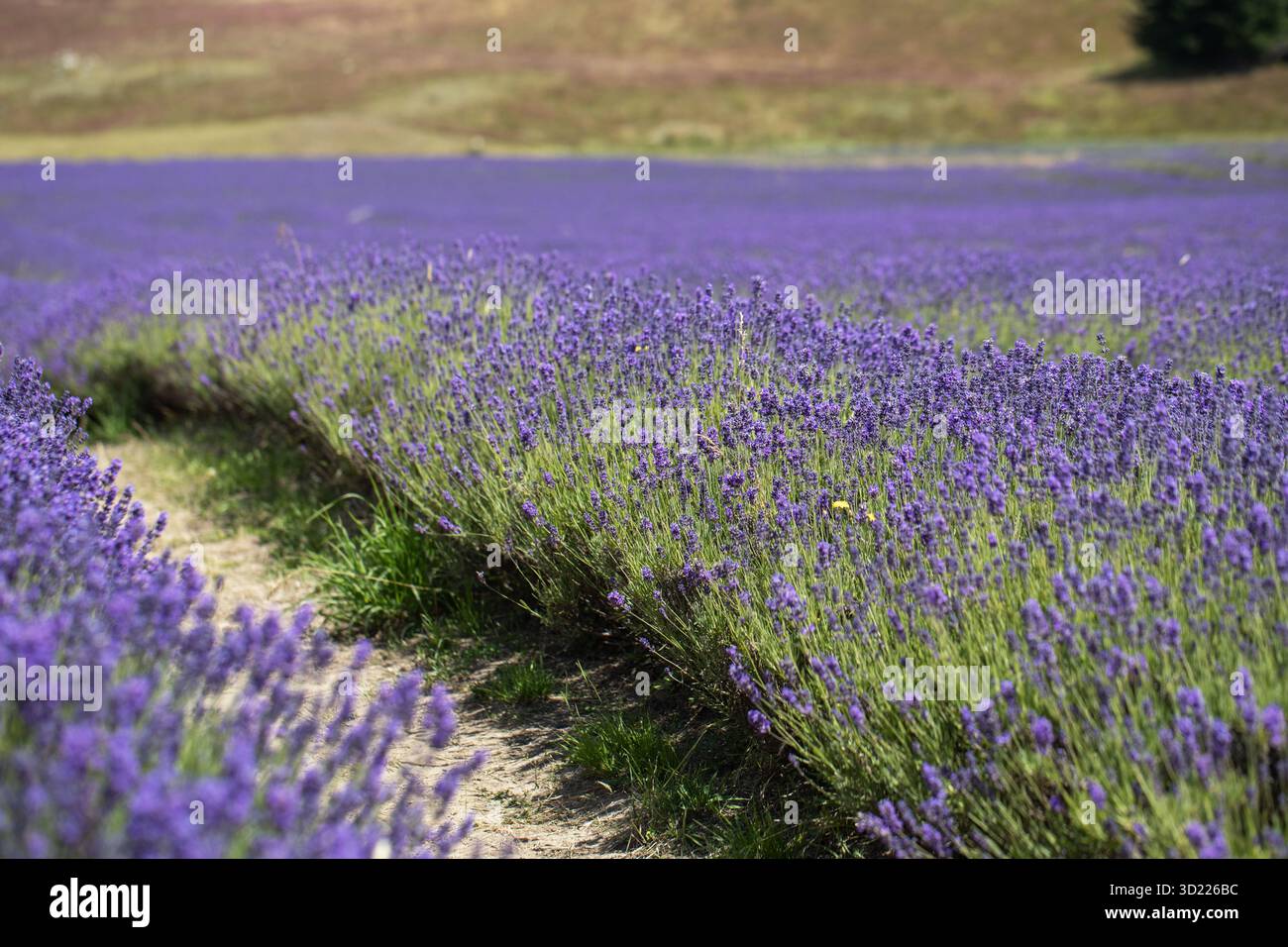 Paysage sur un champ de lavande. Fleur de lavande, ferme de lavande. Concept de voyage Banque D'Images