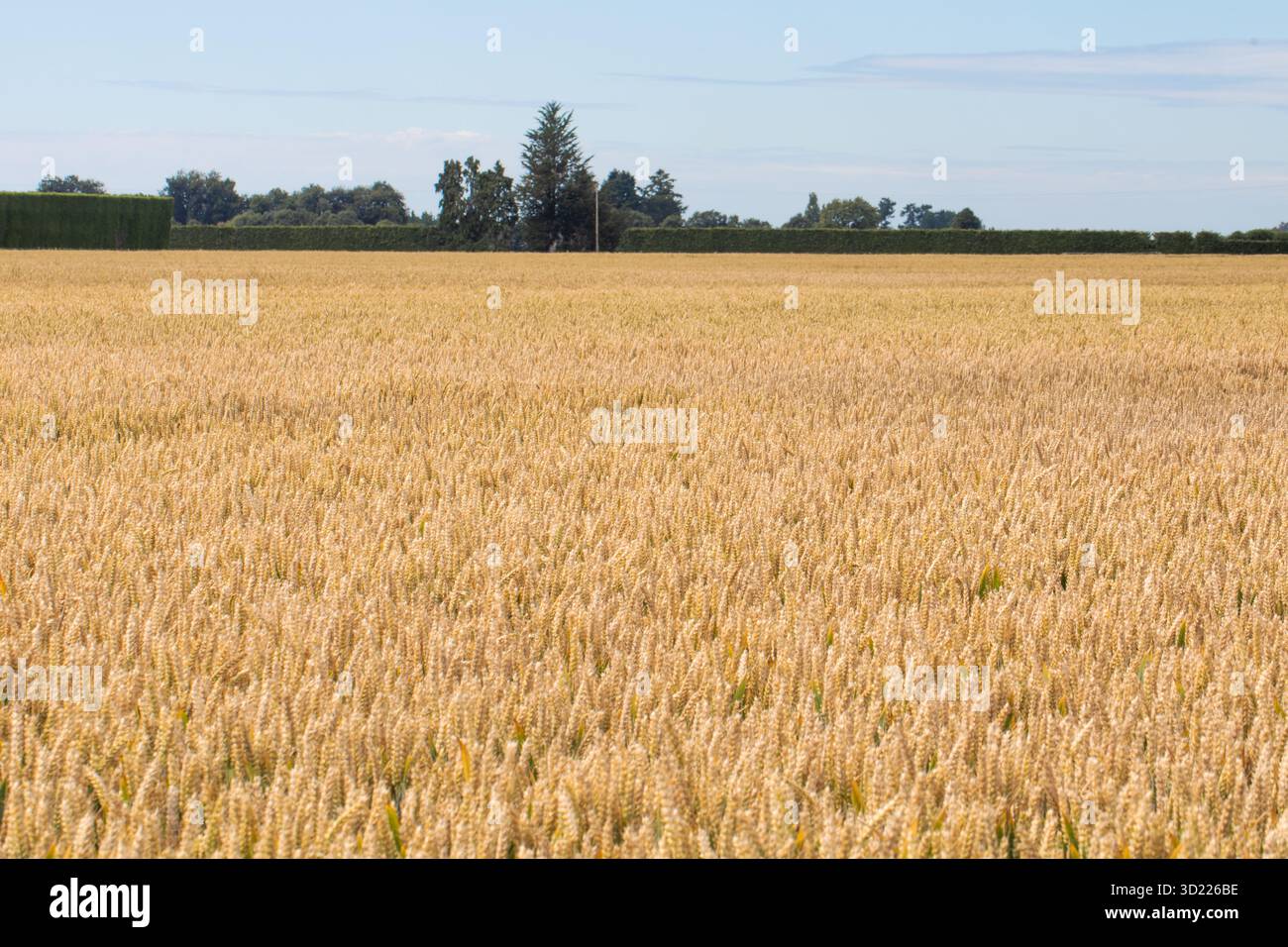 Un champ de blé doré. Industrie agricole. Le concept de village et de ferme. Banque D'Images
