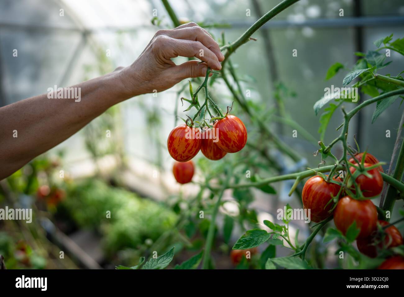 Main du jardinier cueillant une brindille de tomate en serre, vérification des fruits mûrs. Récolte des cultures, soin des plantes Banque D'Images