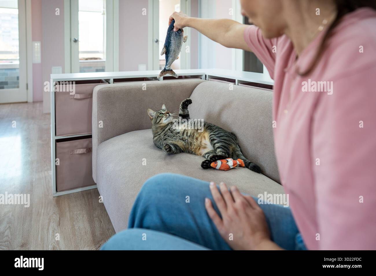 Des moments ludiques pour les chats dans un hôtel pour animaux de compagnie avec animateur. Jeu sur le canapé avec gardienne féminine, service pour animaux de compagnie Banque D'Images