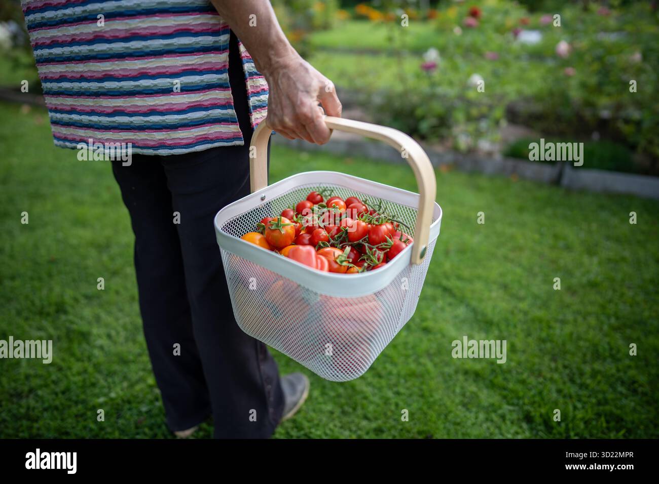 Agriculteur avec caisse de tomates rurales dans le jardin. Récolte de tomates mûres, soin des plantes, autosuffisance Banque D'Images