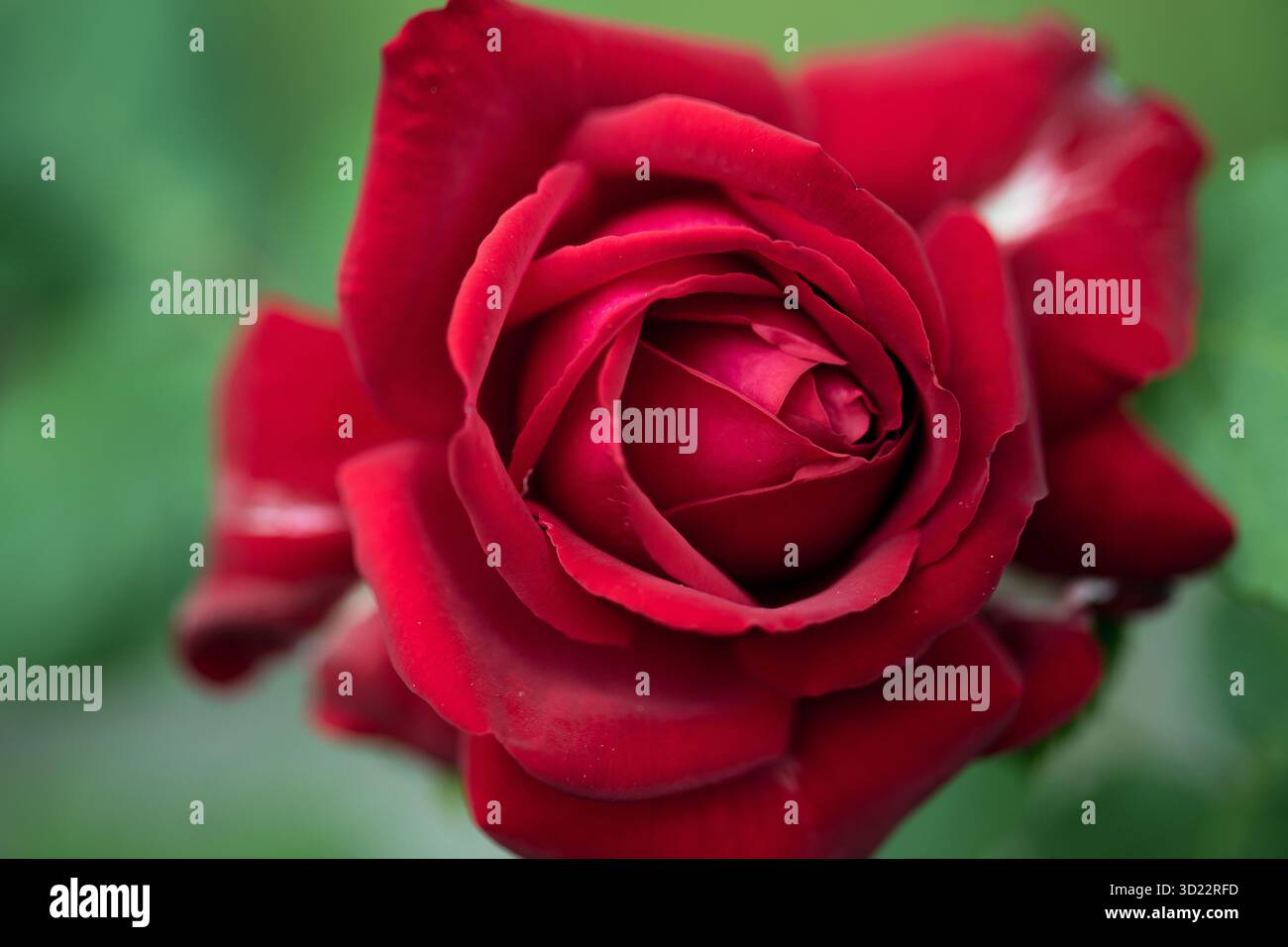 Rose rouge intense 'Burgund' Banque D'Images