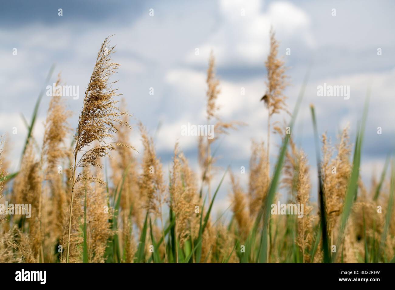 Herbe verte luxuriante avec ciel bleu Banque D'Images