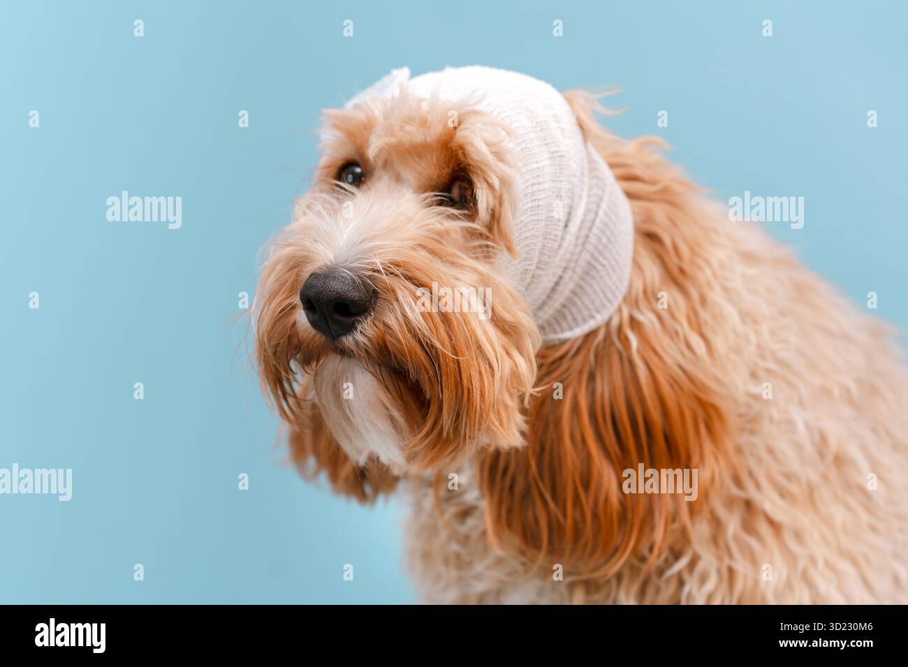 Labrador brun bouclé ou caniche avec tête bandée Banque D'Images