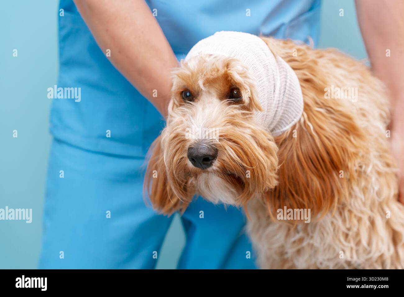Labrador brun bouclé ou caniche avec tête bandée Banque D'Images