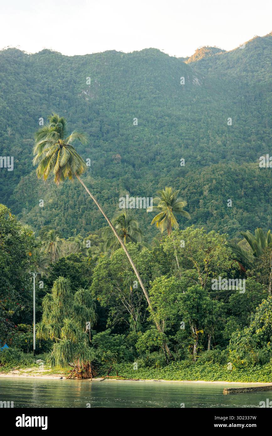 De grands palmiers et une forêt verdoyante avec une toile de fond montagneuse au bord de l'eau. Village de Saleman, île de Seram, Maluku, Indonésie Banque D'Images