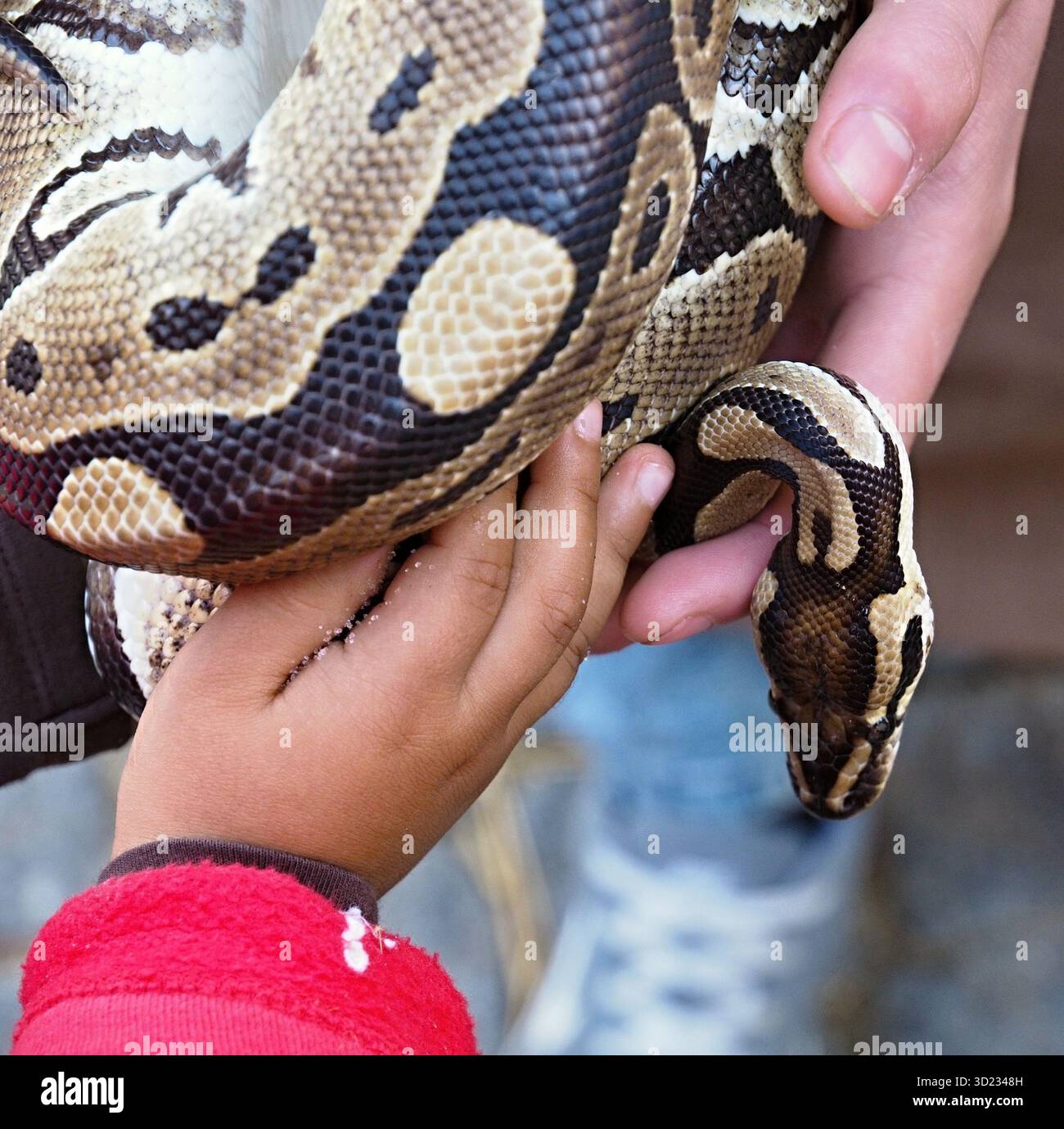 Enfant et adulte tenant un serpent python royal Banque D'Images
