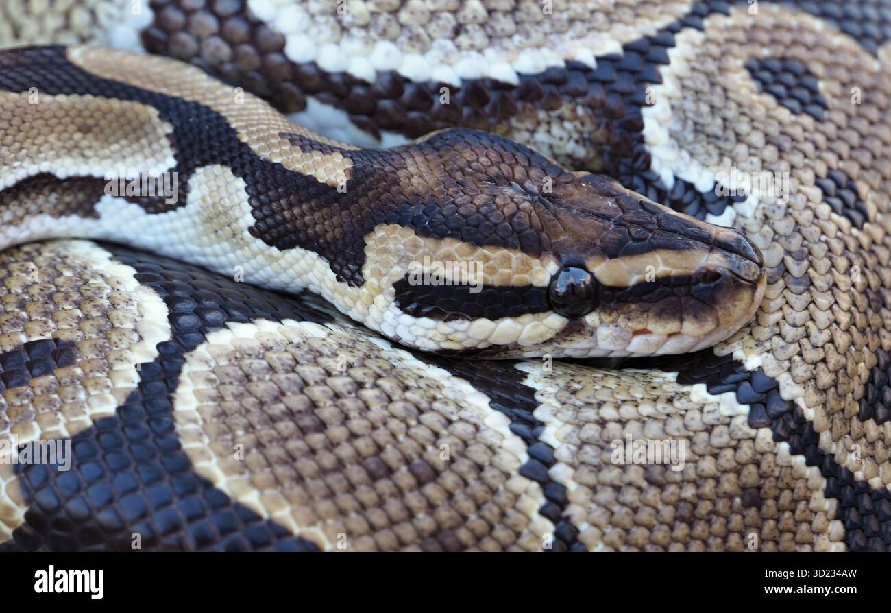 Python royal au repos montrant ses belles écailles Banque D'Images