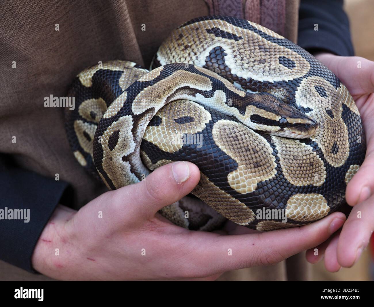 Zookeeper tenant python royal avec un beau motif Banque D'Images