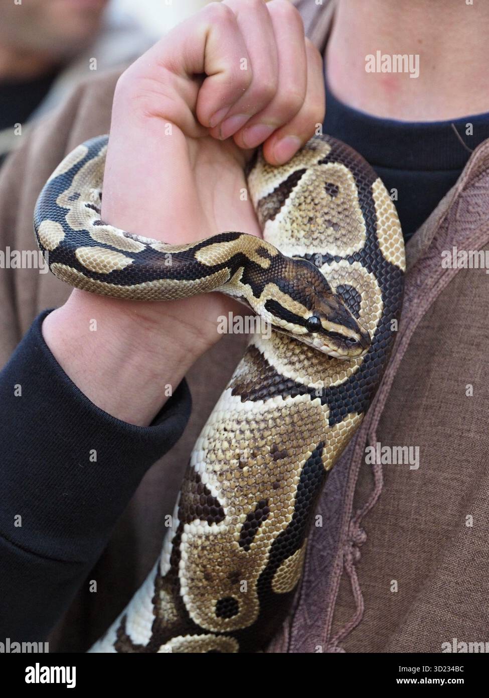 Manipulateur tenant le serpent royal python enroulé autour du bras Banque D'Images