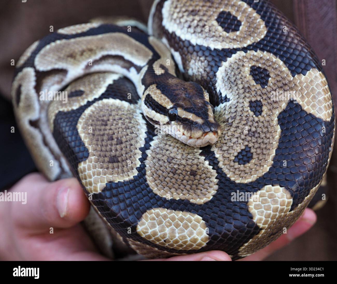 Balle python reposant dans les mains d'un gardien de zoos Banque D'Images
