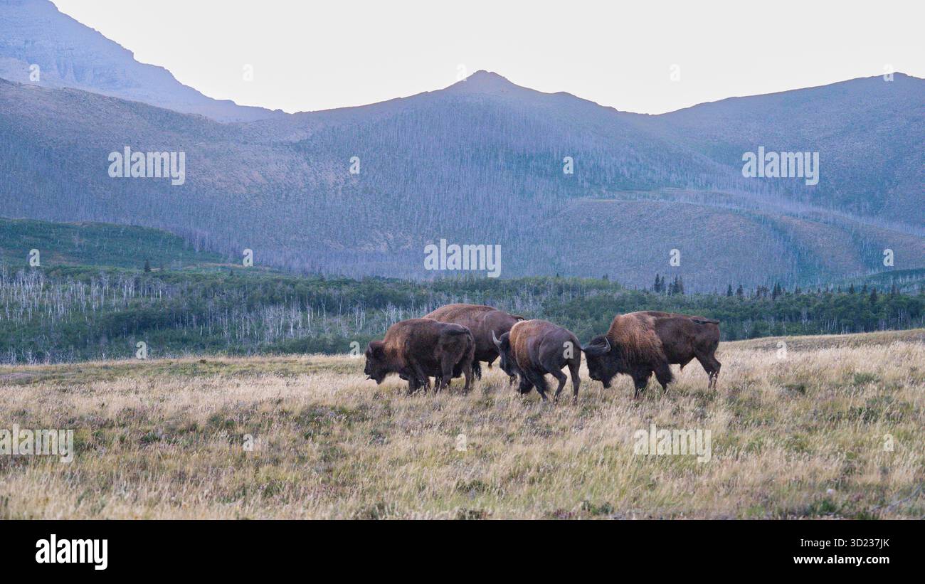Troupeau de bisons pâturant sur une vaste prairie avec des montagnes en arrière-plan. Waterton Park, Alberta, Canada Banque D'Images
