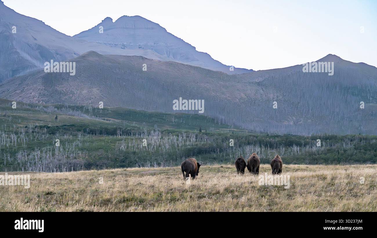 Bison pâturant sur de vastes prairies avec toile de fond montagneuse et ciel dégagé. Waterton Park, Alberta, Canada Banque D'Images