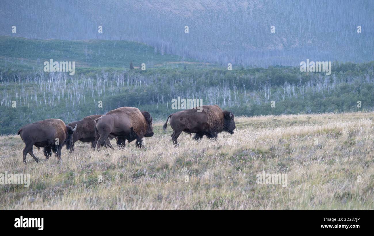 Un troupeau de bisons pèle sur une vaste plaine herbeuse sous un fond de montagne brumeuse. Waterton Park, Alberta, Canada Banque D'Images