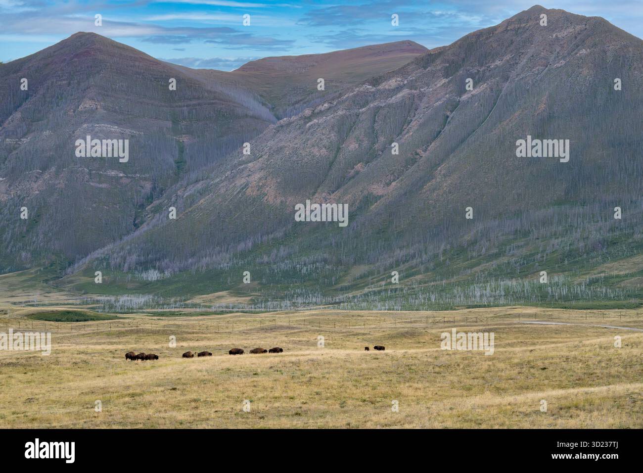 Un troupeau de bisons paît dans une vaste vallée aux montagnes imposantes sous un ciel bleu. Waterton Park, Alberta, Canada Banque D'Images