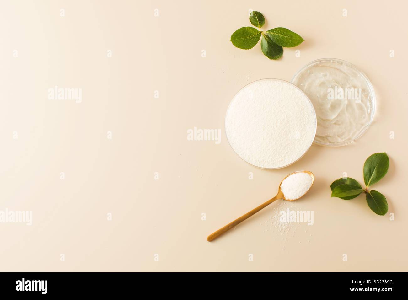 Échantillons de poudre de collagène et d'acide hyaluronique dans des boîtes de Pétri. Copier l'espace Banque D'Images