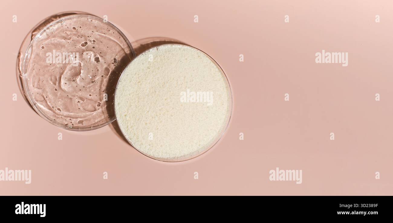 Échantillons de poudre de collagène et d'acide hyaluronique dans des boîtes de Pétri sur fond rose vue rapprochée du dessus. Copier l'espace Banque D'Images