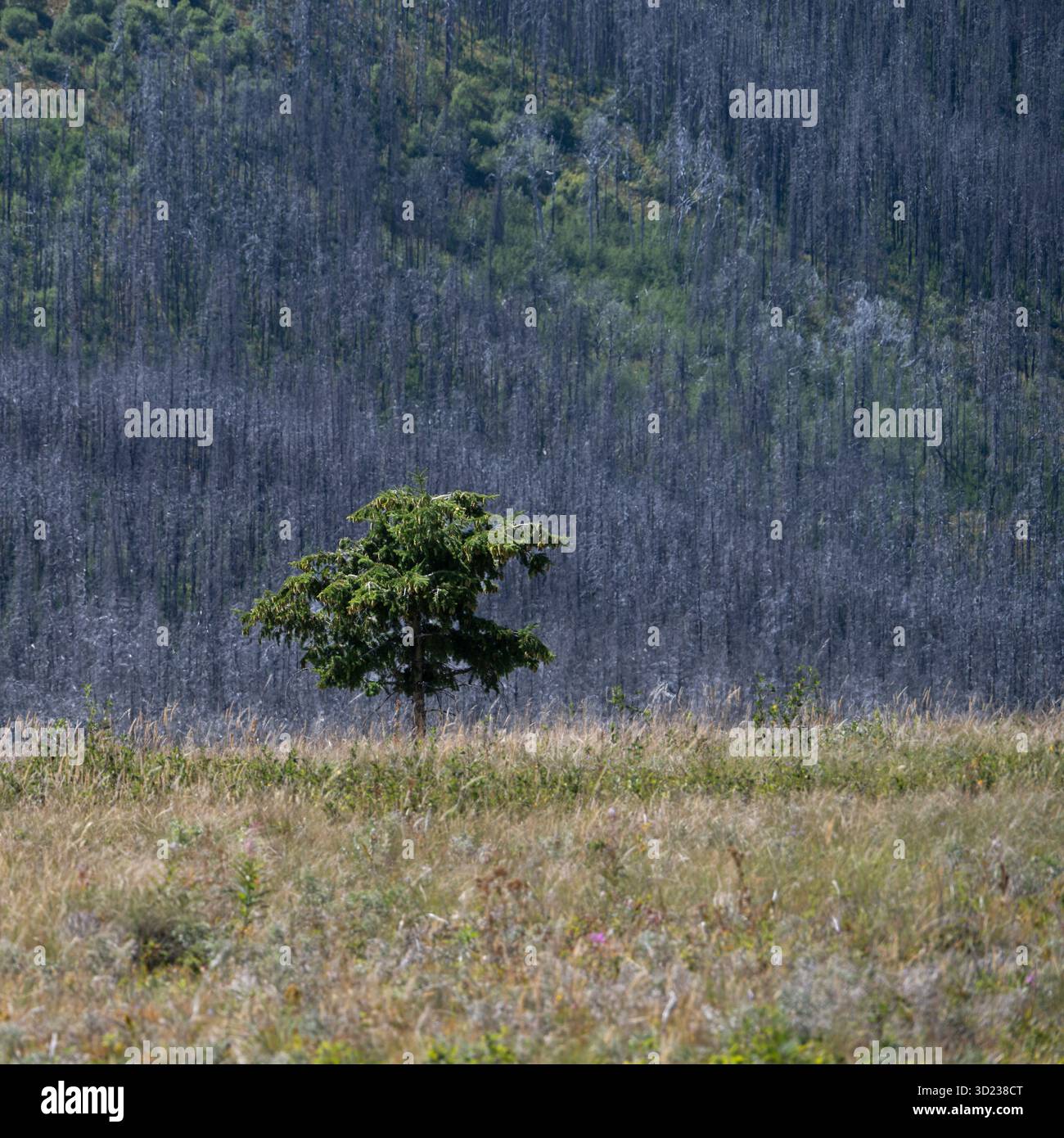 Seul arbre se dresse dans une vaste prairie sur fond de colline dense boisée. Waterton Park, Alberta, Canada Banque D'Images