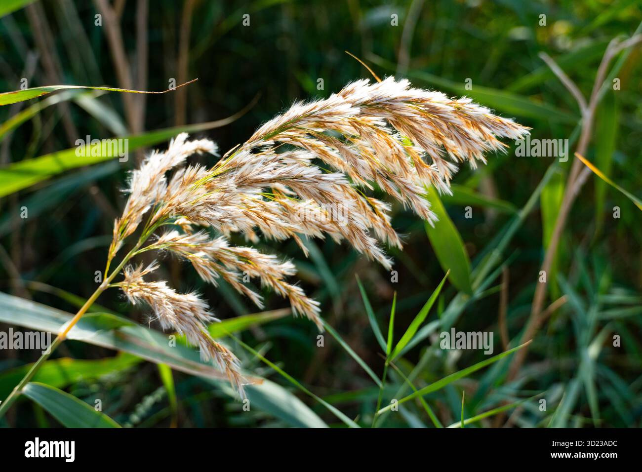 Panache moelleux de roseau commun à texture plumeuse douce, capturé dans un environnement de zone humide verte. Parfait pour les thèmes de la nature et de l'écologie Banque D'Images