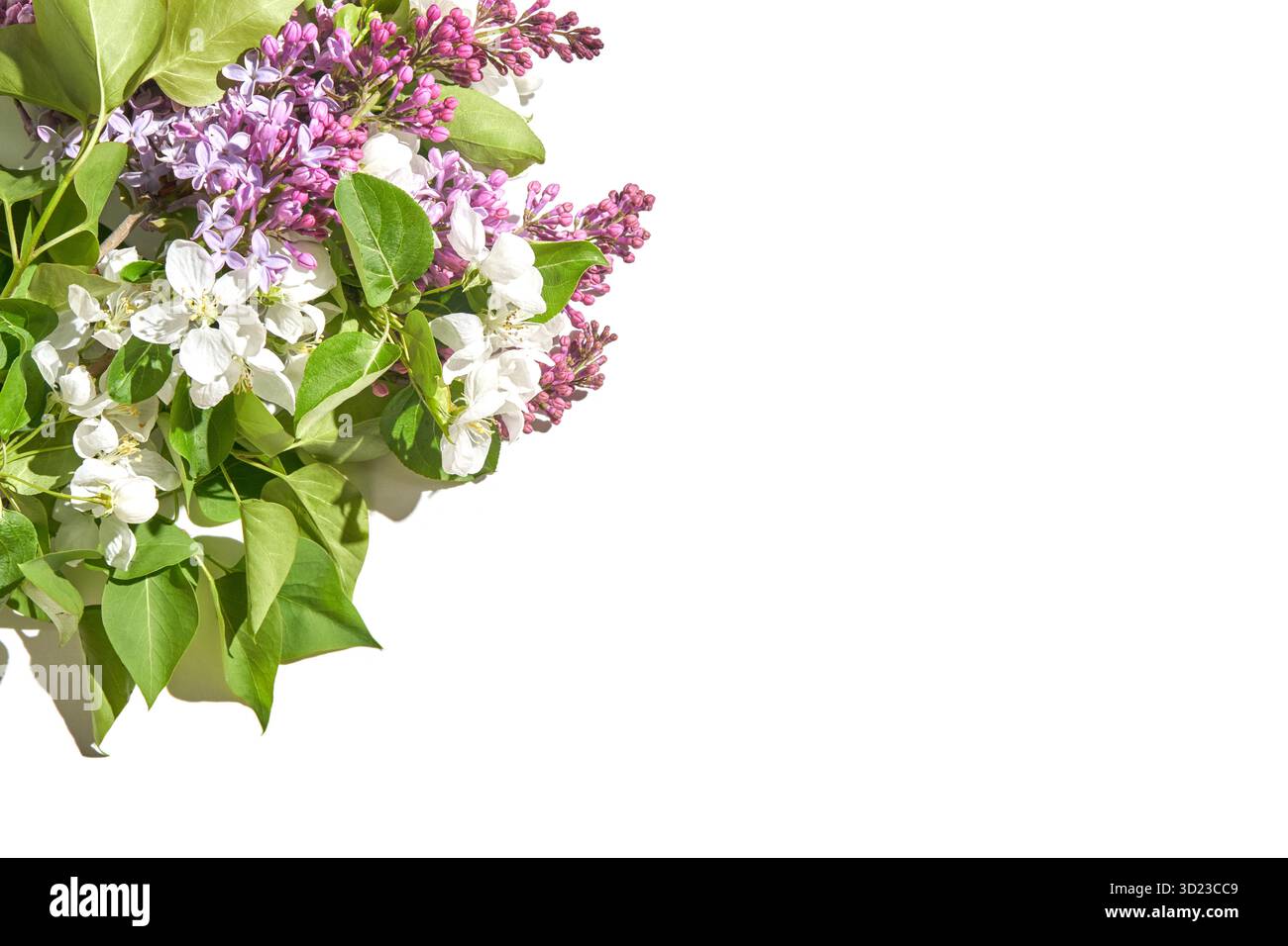 Arrangement floral de printemps avec des fleurs de lilas et de pomme sur fond blanc Banque D'Images