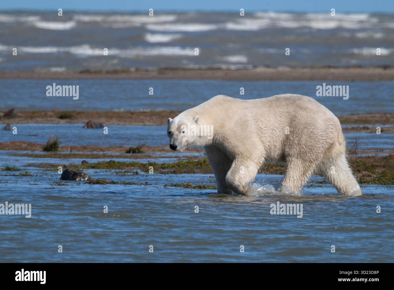 Ours polaire marchant dans les eaux peu profondes sur une côte arctique rocheuse. Baie d'Hudson, Churchill, Manitoba, Canada Banque D'Images