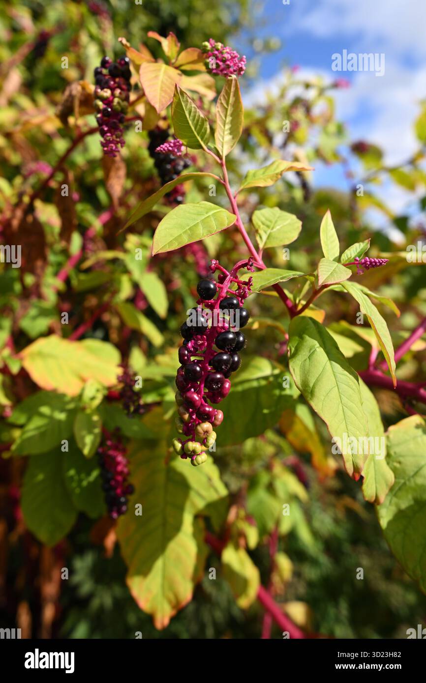 Maturation des baies noires d'automne de pokeweed américain, Phytolacca americana UK Garden septembre Banque D'Images