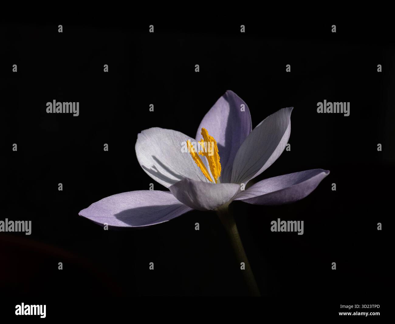 Un gros plan d'une fleur rose défiée unique de la floraison automnale Crocus goulimyi leucanthus Banque D'Images